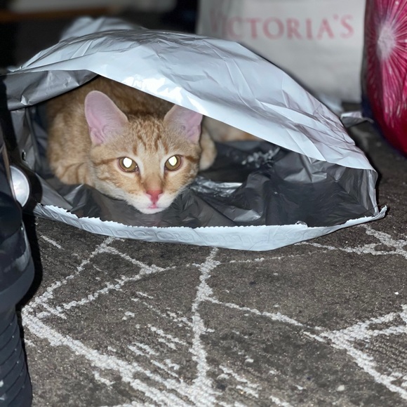 @Bluntbabe702 is LIVE, SHARING YOURS!! 🛍️ BAGS & ACCESSORIES 🛍️ - Picture 9 of 9